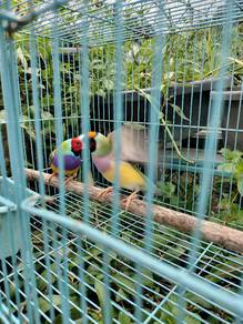 burung gf