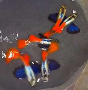 Dumbo Platinum Red Tail
