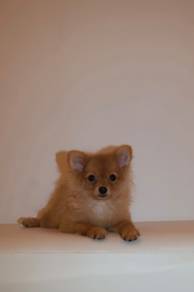 J0722 Pomeranian cute small fluffy puppy