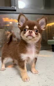 Chihuahua