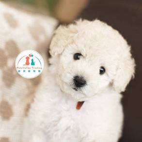 POODLE toy