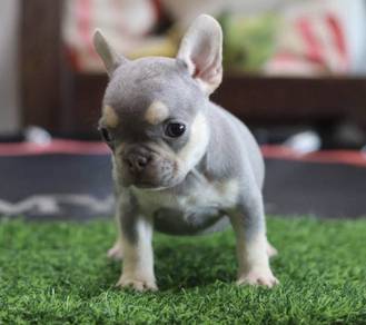 FRENCH BULLDOG PUPPIES VIP117🌻 boy-girl lilac tan
