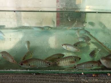 Ikan puyu/karuk