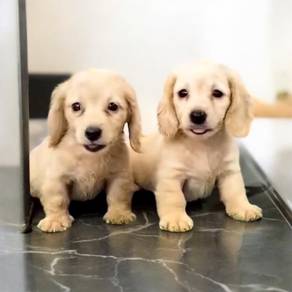 Dachshund long haired mini mka and microchip