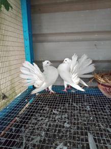 merpati merak 