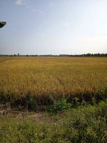 Agricultural Land in Sungai Besar, SGR