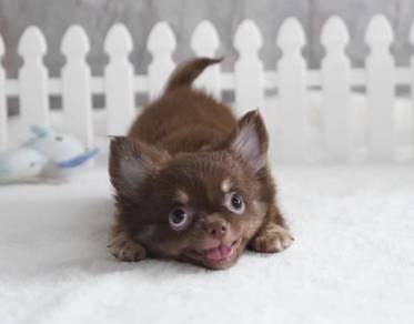 CHIHUAHUA PUPPIES 191🌷Head Apple Bonnie Dog