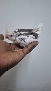 Burung cockateil