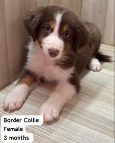 Border Collie Dog with Cert