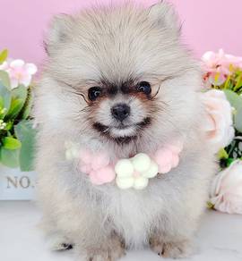 Pomeranian