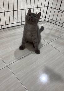 Kucing British Shorthair