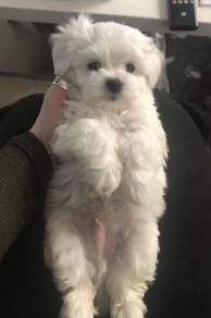 F6998 Fuzzy Maltese Marshallow Puppy Baby Dog