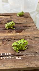 green pacman frog katak