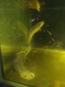 Channa limbata fish