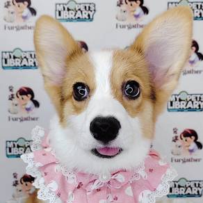 Corgi