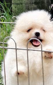USS_3755 Tiny Pomeranian cute puppies