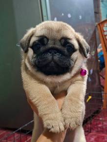 Pug puppy