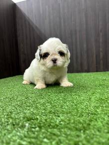 Shihtzu Male 1