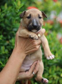 BULL TERRIER PUPPIES BT14 🐻 Boy - Girl