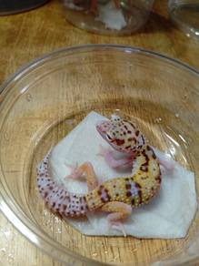 Leopard Gecko