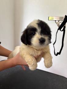 one puppy poodle mix for adoption ❗️