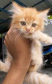 Kitten