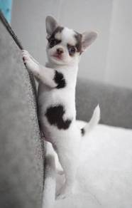 CHIHUAHUA PUPPIES VIP67🌷Head Apple Bonnie Dog