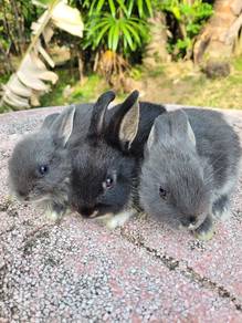 Arnab Nd dwarf comel❤️❤️❤️