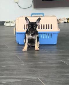 Female  Frenchier puppy