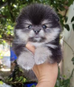 POMERANIAN PUPPIES A142 🌻 Available Boy-Girl