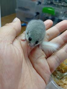 Home Breed Dormouse Baby 
