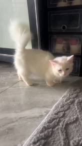 munchkin