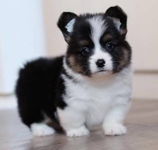 CORGI PUPPIES C0176 🌻 Available Male