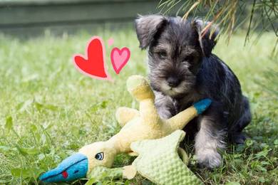 Schnauzer