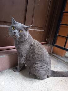 British Shorthair JANTAN