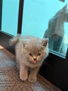 British Short Hair Kitten Available for Rehome