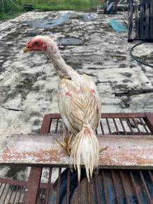 Ayam bangkok klasik putih
