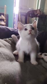 Bsh kitten 