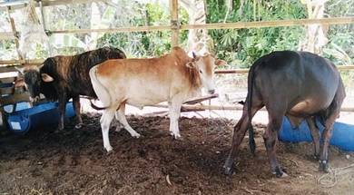 3 ekor jantan