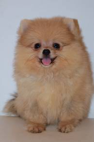 f6 Cute Pomeranian Dog