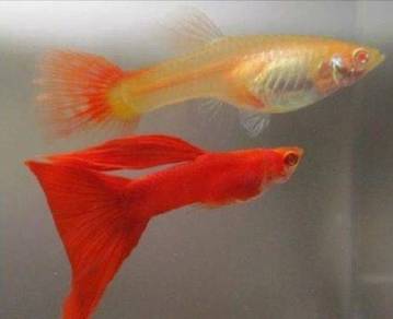 guppy albino full red