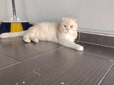 Bsh mix Scottish