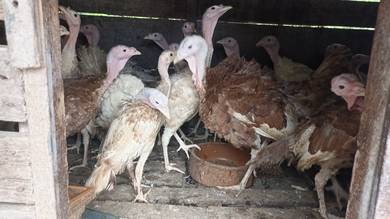 ayam belanda