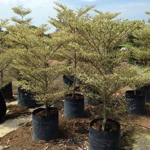 Benih Bucida Variegated 5 Kaki