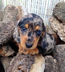  LS0008 Dachshund  merle dapple color puppy dogs
