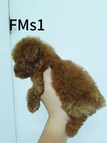 Poodle Rehome~