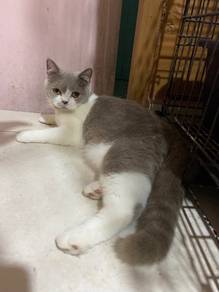 bsh bicolour lilac