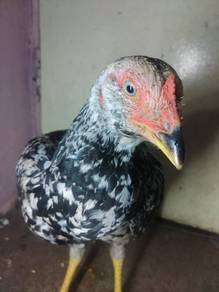 Anak Ayam Pama baka Thai.
