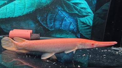 Albino Golden Alligator Gar