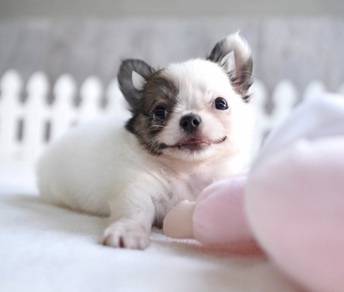 CHIHUAHUA PUPPIES 215 🌷Head Apple Cute Dog